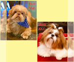 Small Photo #10 Shih Tzu Puppy For Sale in BUFORD, GA, USA