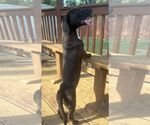 Small Photo #2 Basschshund Puppy For Sale in Wetumpka, AL, USA