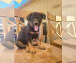 Small Photo #1 German Shepherd Dog Puppy For Sale in TONOPAH, AZ, USA