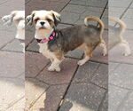 Small #1 Shih Tzu