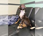 Small #1 Rat Terrier Mix
