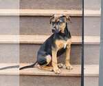 Small #2 Australian Shepherd Mix