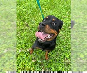 Rottweiler Dogs for adoption in West Palm Beach, FL, USA