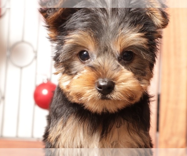 Medium Photo #2 Yorkshire Terrier Puppy For Sale in NAPLES, FL, USA