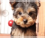 Small #1 Yorkshire Terrier
