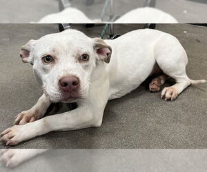 American Bulldog Dogs for adoption in Forestville, MD, USA