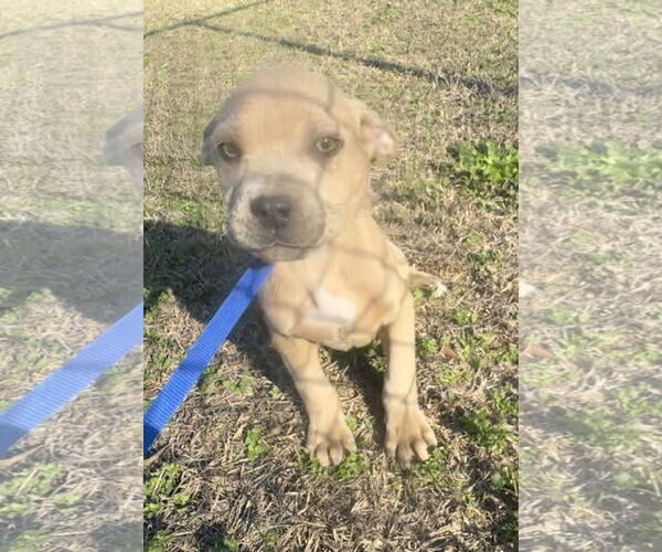 Medium Photo #2 Boxer-Unknown Mix Puppy For Sale in Tarrytown, GA, USA