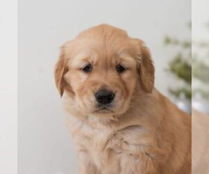 Golden Retriever Puppy for sale in NEWPORT, PA, USA