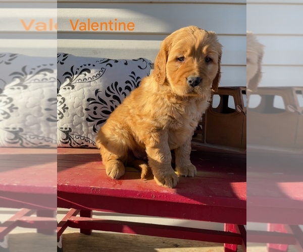 Medium Photo #5 Golden Retriever Puppy For Sale in CHELSEA, OK, USA