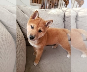 Shiba Inu Puppy for sale in KANSAS CITY, MO, USA