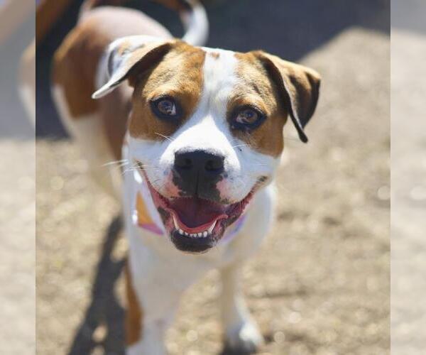 Medium Photo #1 American Staffordshire Terrier Puppy For Sale in San Antonio, TX, USA