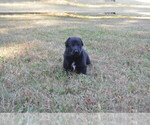 Zicon - Male German Shepherd Dog Puppy for Sale - Photo #2