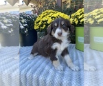 Small Photo #3 Aussiedoodle Puppy For Sale in CENTER, KY, USA