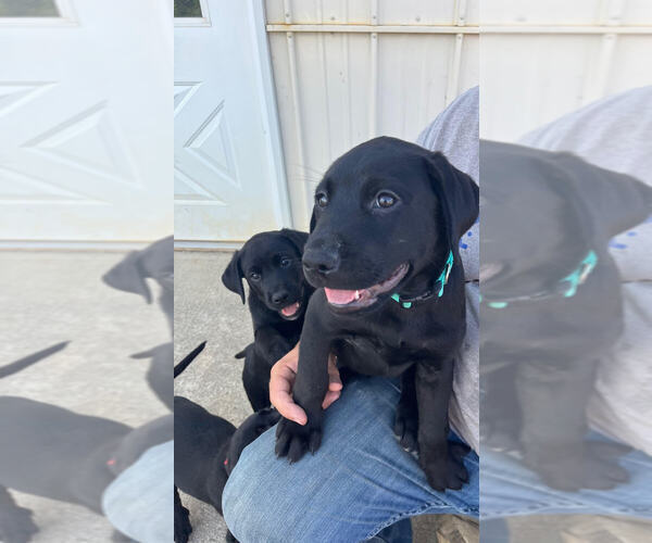 Medium Photo #3 Labrador Retriever Puppy For Sale in FINCASTLE, VA, USA