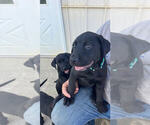 Small #2 Labrador Retriever