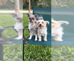 Small #11 Poodle (Toy) Mix