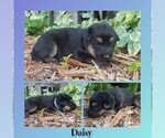 Small #1 German Shepherd Dog