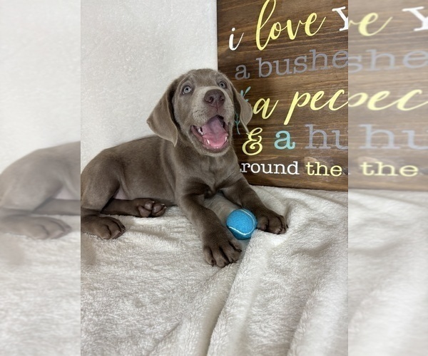 Medium Photo #1 Labrador Retriever Puppy For Sale in GREENFIELD, IN, USA