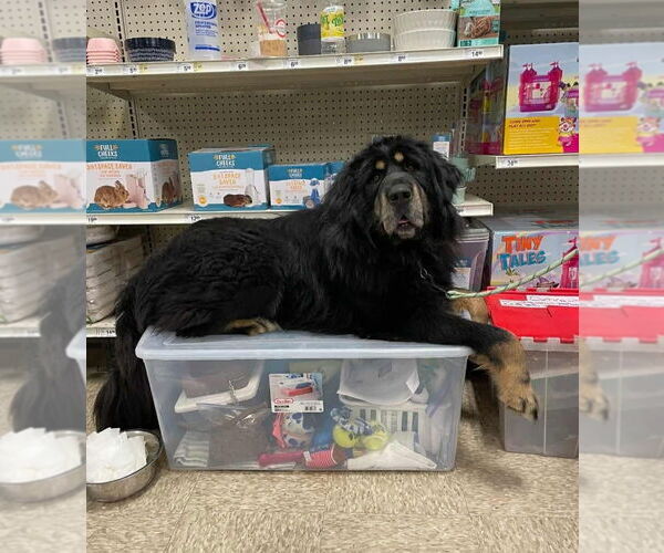 Medium Photo #5 Tibetan Mastiff Puppy For Sale in Foristell, MO, USA