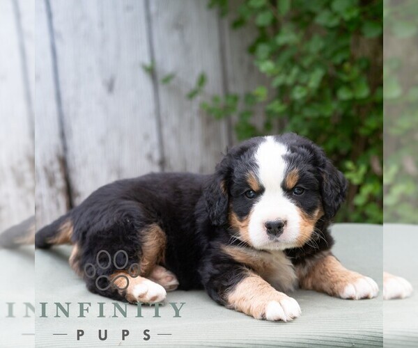 Medium Photo #5 Bernese Mountain Dog-Cavalier King Charles Spaniel Mix Puppy For Sale in RICHFIELD, PA, USA