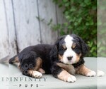 Small #4 Bernese Mountain Dog-Cavalier King Charles Spaniel Mix