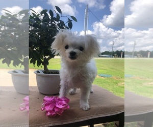 Maltese Puppy for Sale in HARVEST, Alabama USA