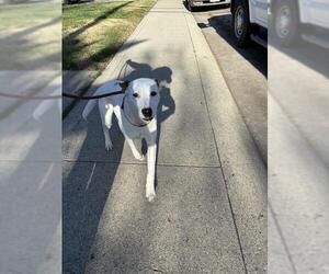 Texas Heeler Dogs for adoption in Stockton, CA, USA