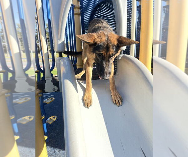 Medium Photo #4 German Shepherd Dog Puppy For Sale in W Hollywood, CA, USA