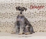 Small Photo #1 Schnauzer (Miniature) Puppy For Sale in DENVER, PA, USA