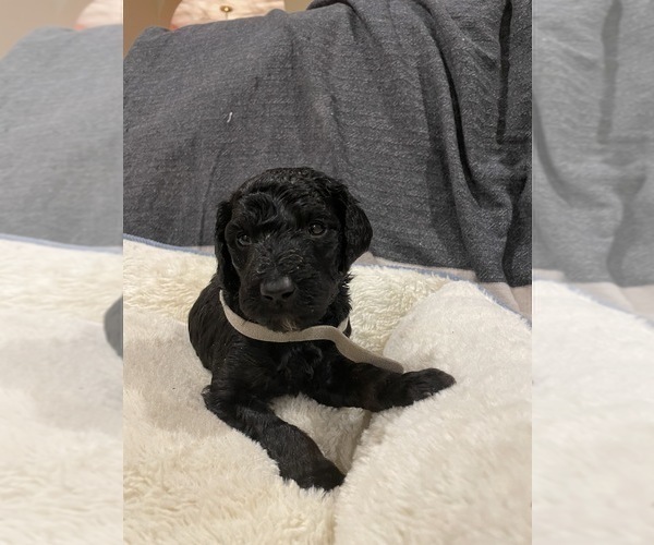Medium Photo #1 Goldendoodle Puppy For Sale in GARNET VALLEY, PA, USA