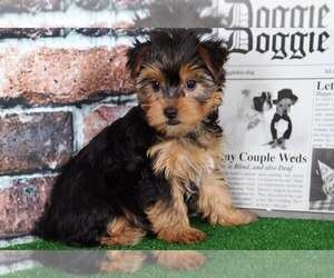 Yorkshire Terrier Puppy for sale in BEL AIR, MD, USA
