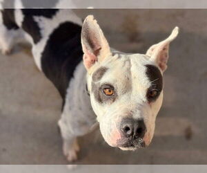 Mutt Dogs for adoption in Tulsa, OK, USA