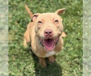 American Pit Bull Terrier Dogs for adoption in Tulsa, OK, USA
