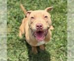 Small American Pit Bull Terrier