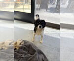 Small #1 Mutt