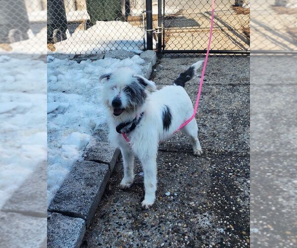 Medium Photo #5 Mutt Puppy For Sale in Perth Amboy, NJ, USA