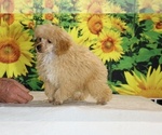 Pretzel - Male Poodle (Toy) Puppy for Sale - Photo #30
