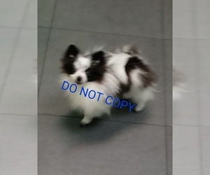 Pomeranian Puppy for sale in DOWNERS GROVE, IL, USA