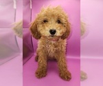 Puppy Puppy 1 Poodle (Miniature)