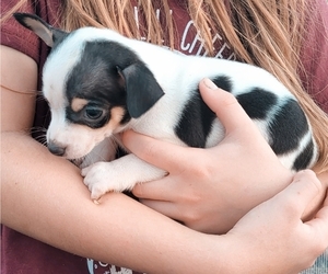 Chihuahua Puppy for sale in POMONA, MO, USA