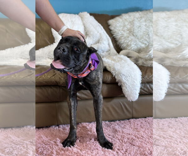 Medium Photo #6 Mutt Puppy For Sale in Goodyear, AZ, USA