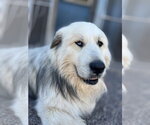Small #2 Great Pyrenees Mix