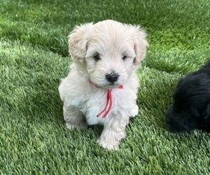 YorkiePoo Puppy for sale in MURFREESBORO, TN, USA