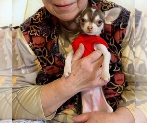Chihuahua Puppy for sale in GRASSHOPPER JUNCTION, AZ, USA