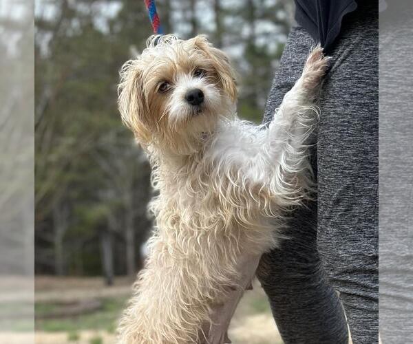 Medium Photo #3 Lhasa Apso-Rat Terrier Mix Puppy For Sale in Yardley, PA, USA