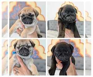 Pug Puppy for Sale in GREENVILLE, South Carolina USA