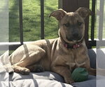 Small #1 Mutt