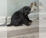 Small #10 Cane Corso