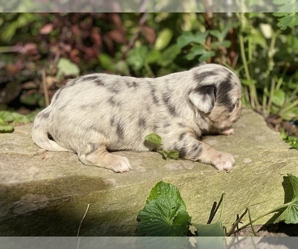 Medium Photo #33 Bullhuahua-Chihuahua Mix Puppy For Sale in RAWSONVILLE, MI, USA
