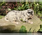 Small Photo #33 Bullhuahua-Chihuahua Mix Puppy For Sale in RAWSONVILLE, MI, USA
